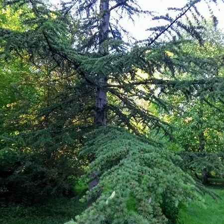 D'albertine